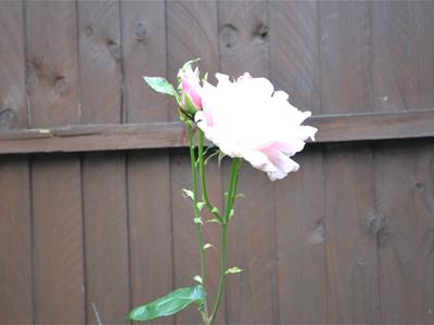 Picture 10